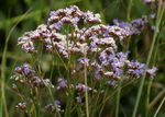 sea lavender